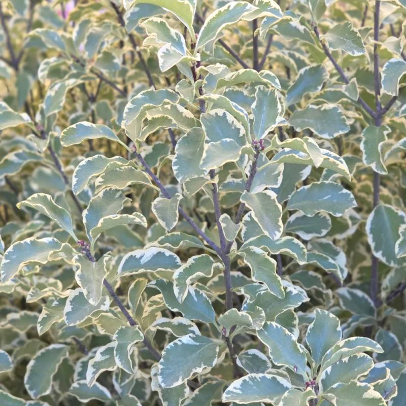 Pittosporum panaché, Pittospore - Pot de 7,5L - 60/80 cm - Imagen 4