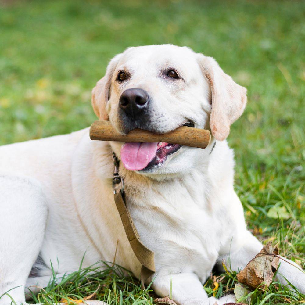 Wildfang - Wildfang - Café sur bois causab - 3 x XL - Image 10