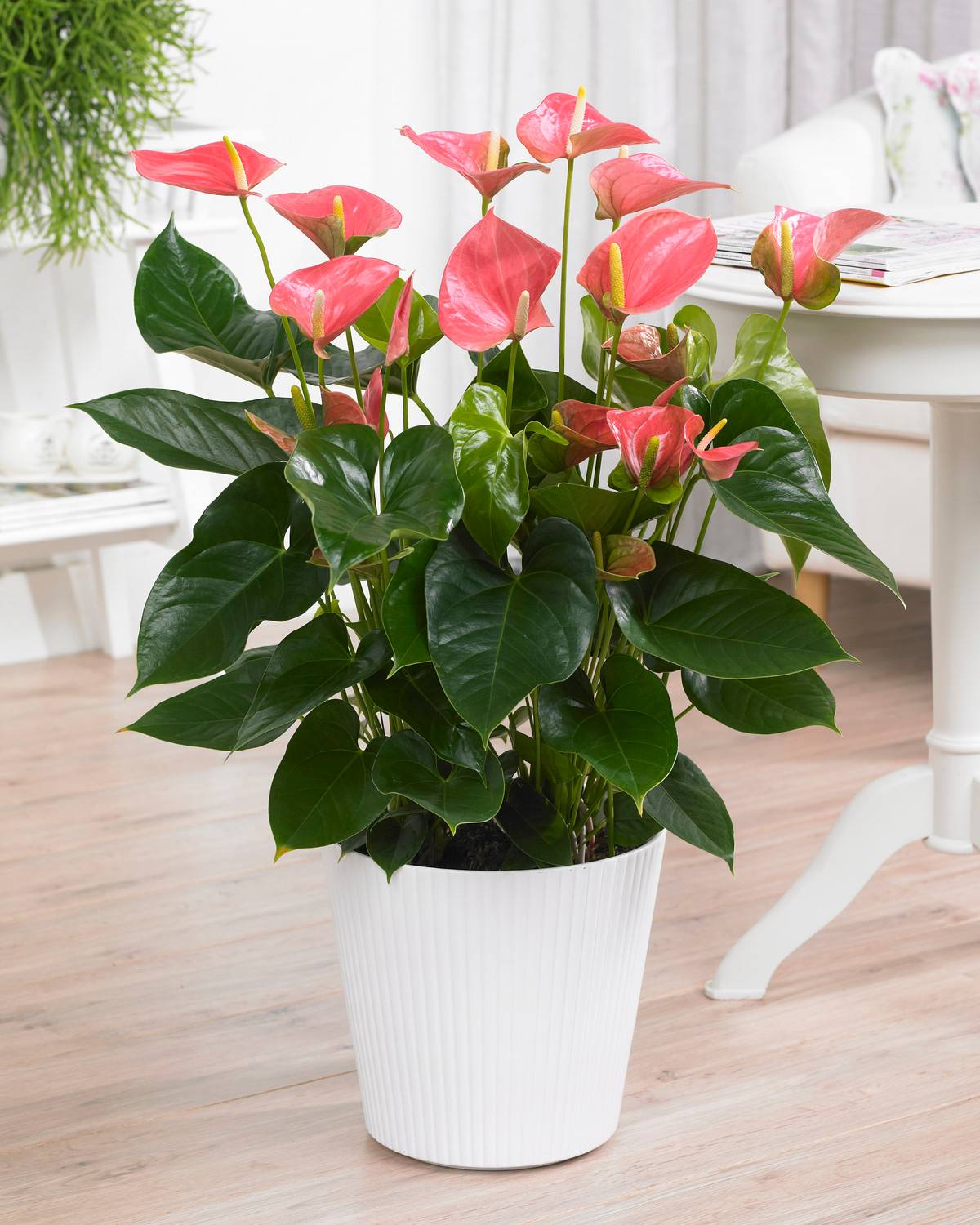 Gardenersdream - Anthurium Rose Langue De Feu Plante D’Intérieur Ornementale À Fleurs | En Pot 13 Cm - GardenersDream