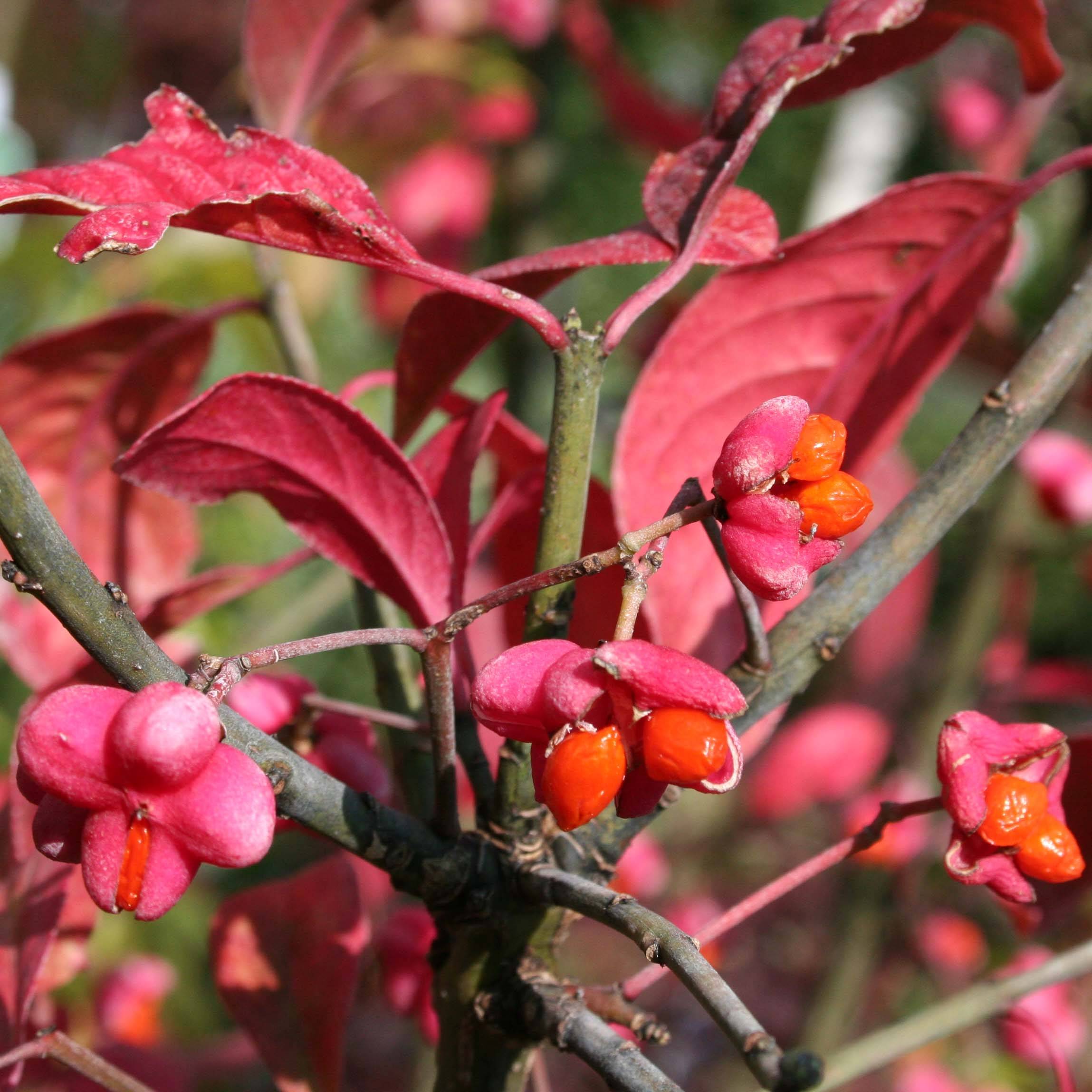 Promesse de Fleurs - Euonymus europaeus Red Cascade - Fusain d'Europe Pot de 2L/3L - Image 1