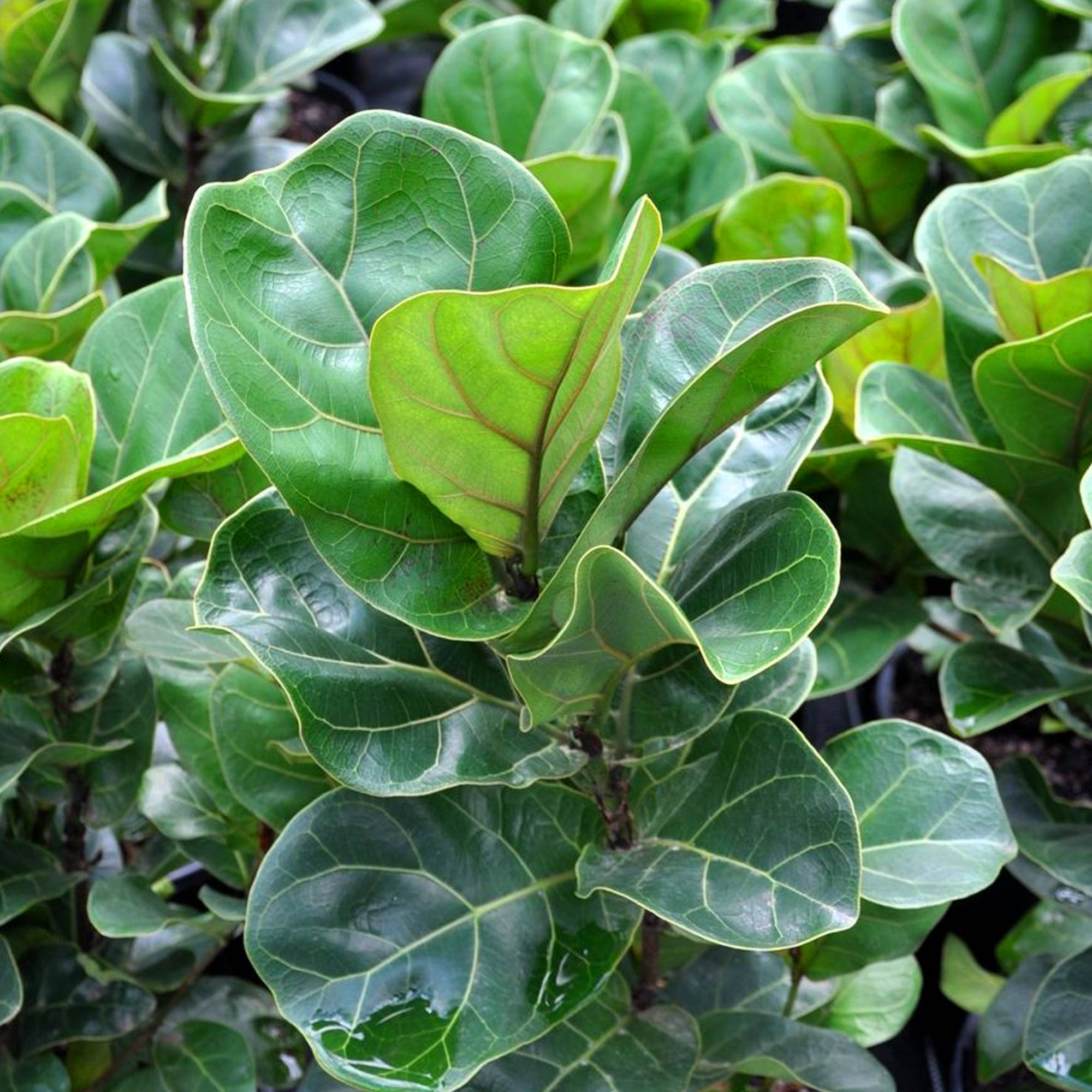Gardenersdream - 1 X Ficus Bambino | Plante D'Intérieur De Qualité Pour Cadeau En Promo | 30-40 Cm Avec Le Pot - GardenersDream - Imagen 3