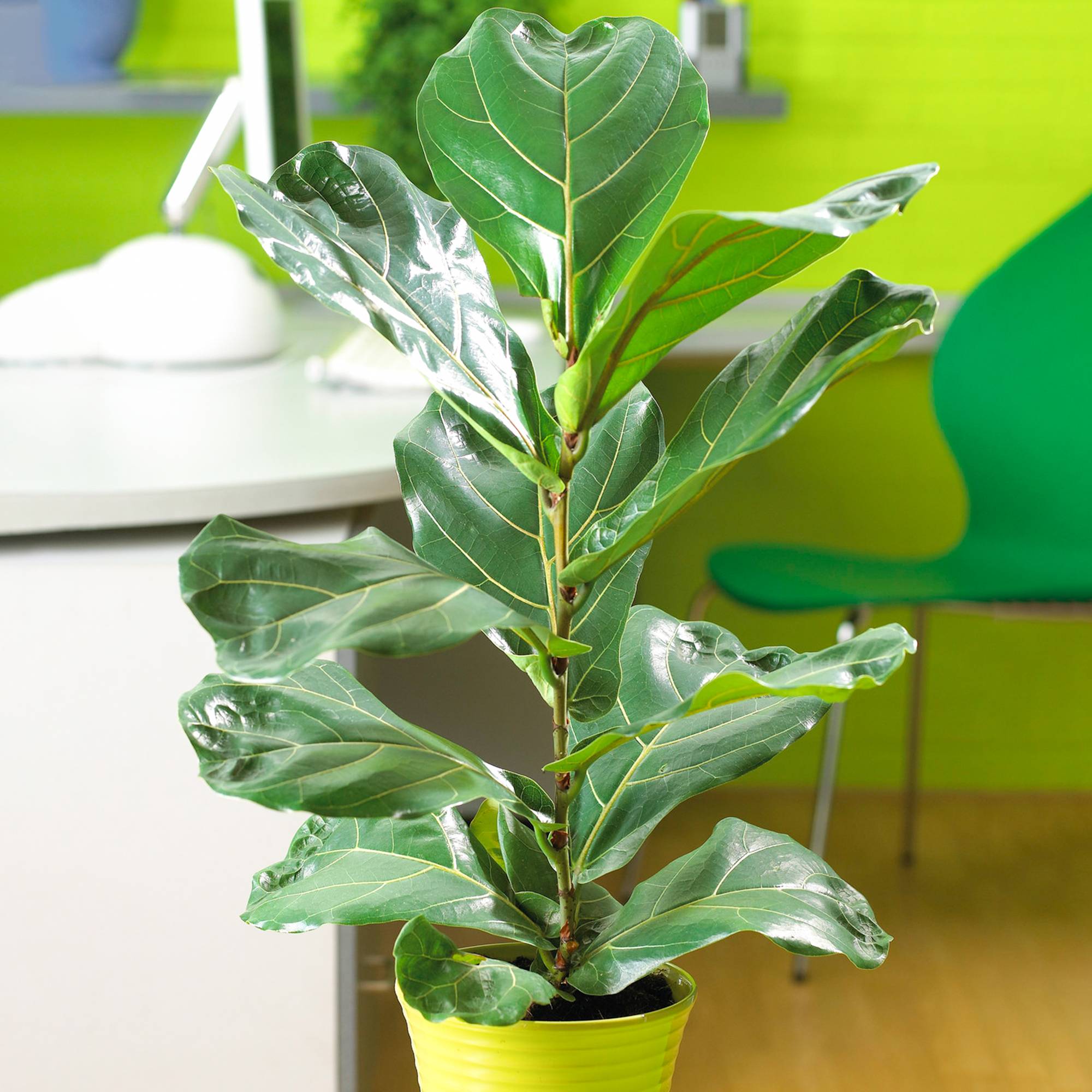 Gardenersdream - 1 X Ficus Bambino | Plante D'Intérieur De Qualité Pour Cadeau En Promo | 30-40 Cm Avec Le Pot - GardenersDream - Imagen 1