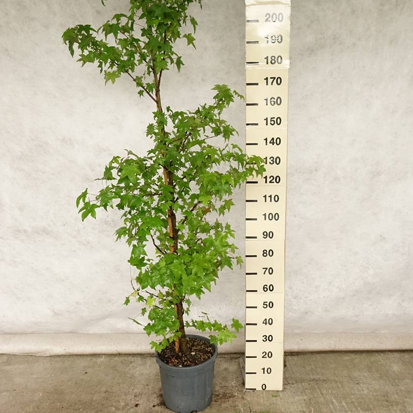 Promesse de Fleurs - Liquidambar styraciflua Pot de 7,5L/10L - Image 2