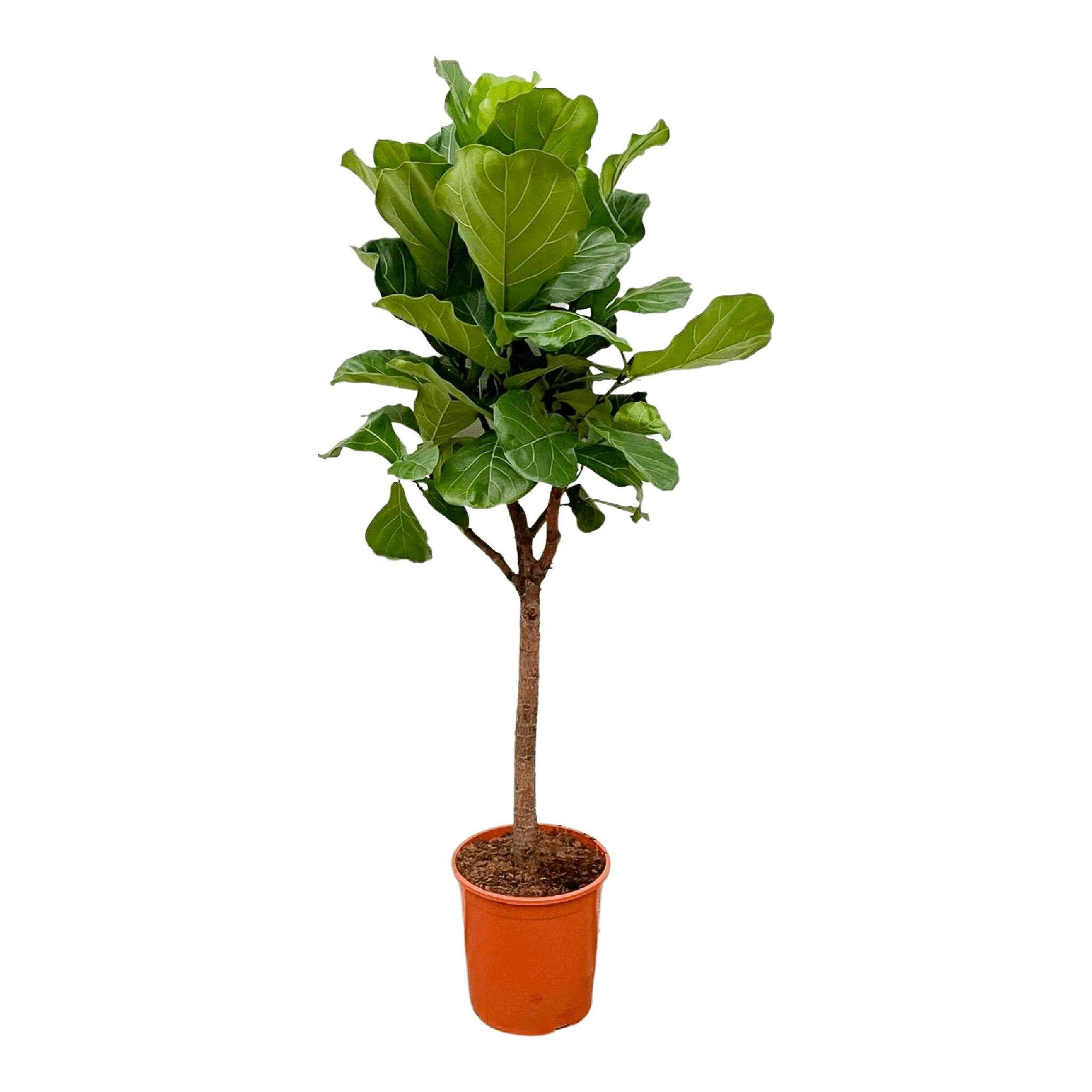 Ficus Lyrata Arbre - D30 H180cm - Image 1