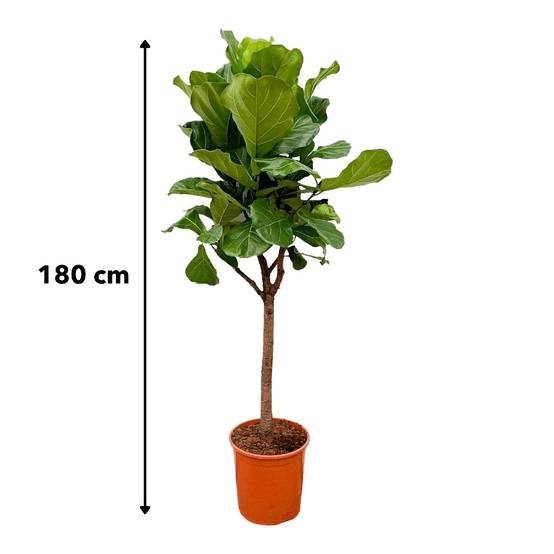 Ficus Lyrata Arbre - D30 H180cm - Image 5