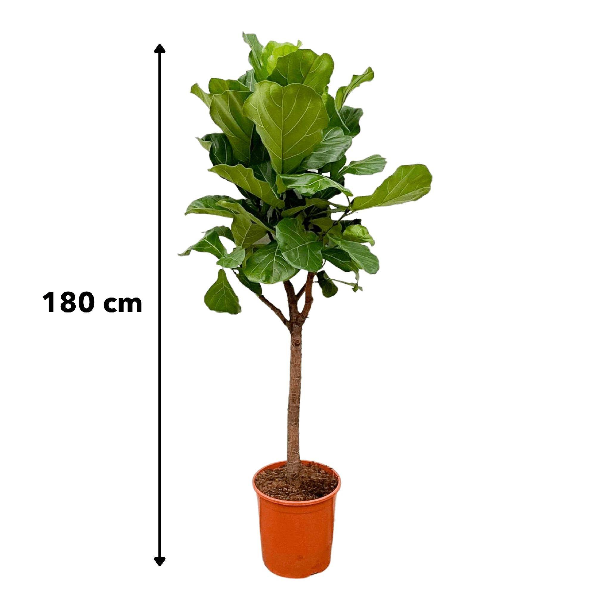 Ficus Lyrata Arbre - D30 H180cm - Image 5
