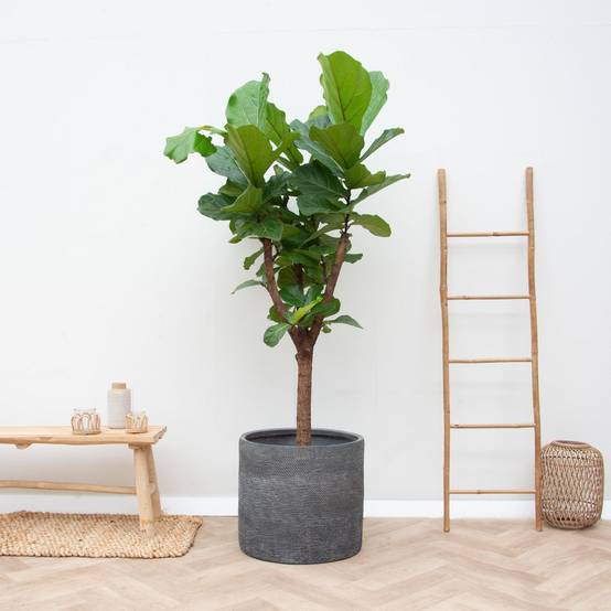 Ficus Lyrata Arbre - D30 H180cm - Image 4