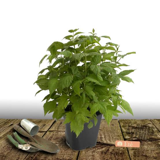 Framboisier September - Bon rendement - Pot de 5L - 40/80 cm - De 1,00 m à 1,50 m - Image 3