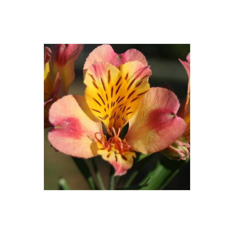 Alstrœmères Chartrené, Lis des Incas à fleurs Rose/Jaune - feuillage Semi-Persistant - Godet - 5/20 cm - Imagen 1
