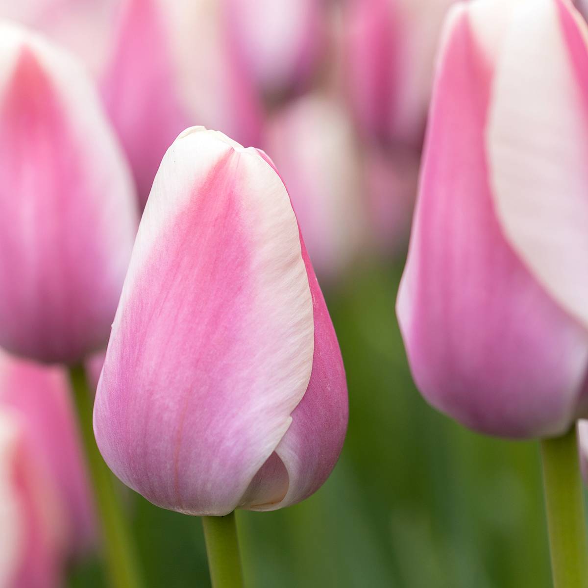 Promesse de Fleurs - Tulipe simple hâtive Mandy's Choice Bulbe calibre 11+ (par 10)