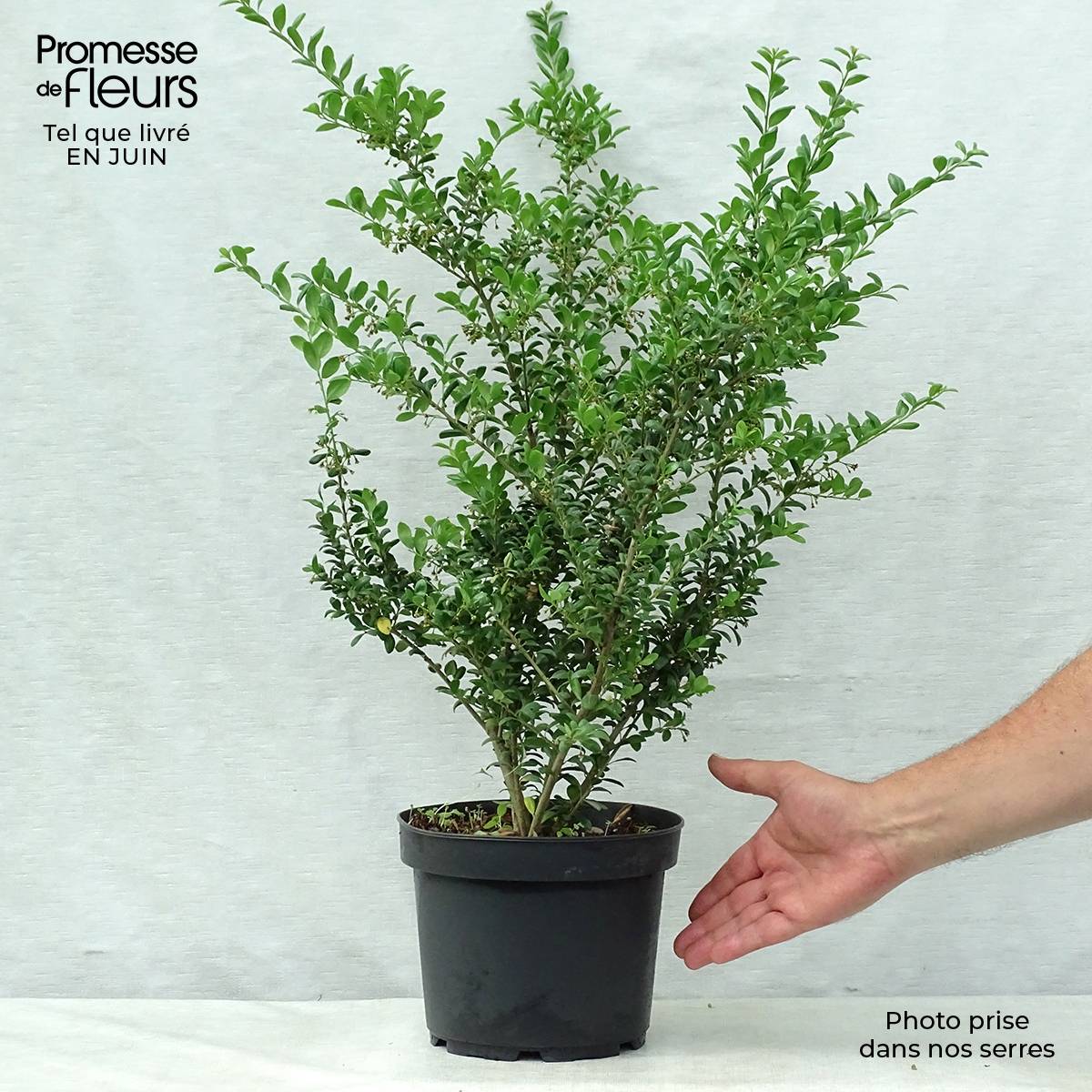 Houx crénelé - Ilex crenata Convexa Pot de 4L/5L - Image 2