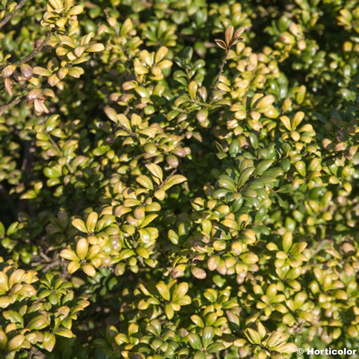 Houx crénelé - Ilex crenata Convexa Pot de 4L/5L - Image 1