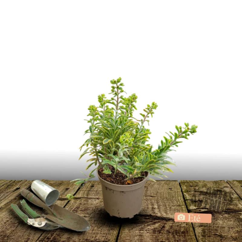 Euphorbe Ascot Rainbow à fleurs Jaune - feuillage Persistant - Pot de 3L - 40/60 cm-  hauteur à maturité De 0,50 m à 1,00 m - Image 3