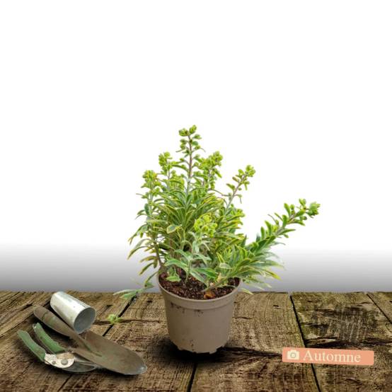 Euphorbe Ascot Rainbow à fleurs Jaune - feuillage Persistant - Pot de 3L - 40/60 cm- hauteur à maturité De 0,50 m à 1,00 m - Image 2