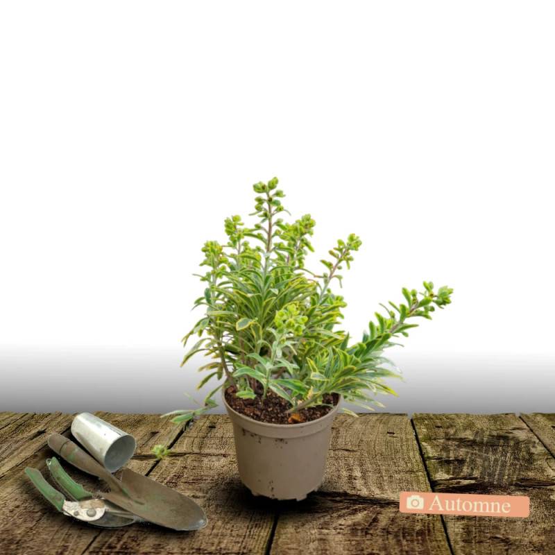 Euphorbe Ascot Rainbow à fleurs Jaune - feuillage Persistant - Pot de 3L - 40/60 cm-  hauteur à maturité De 0,50 m à 1,00 m - Image 2