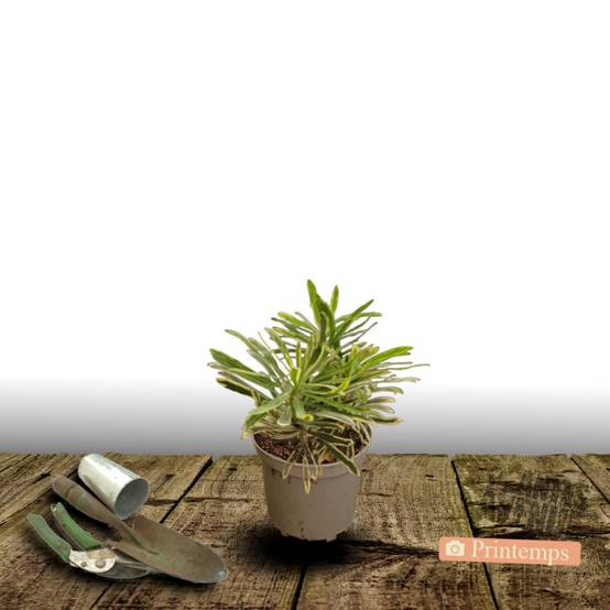Euphorbe Ascot Rainbow à fleurs Jaune - feuillage Persistant - Pot de 3L - 40/60 cm- hauteur à maturité De 0,50 m à 1,00 m - Image 6