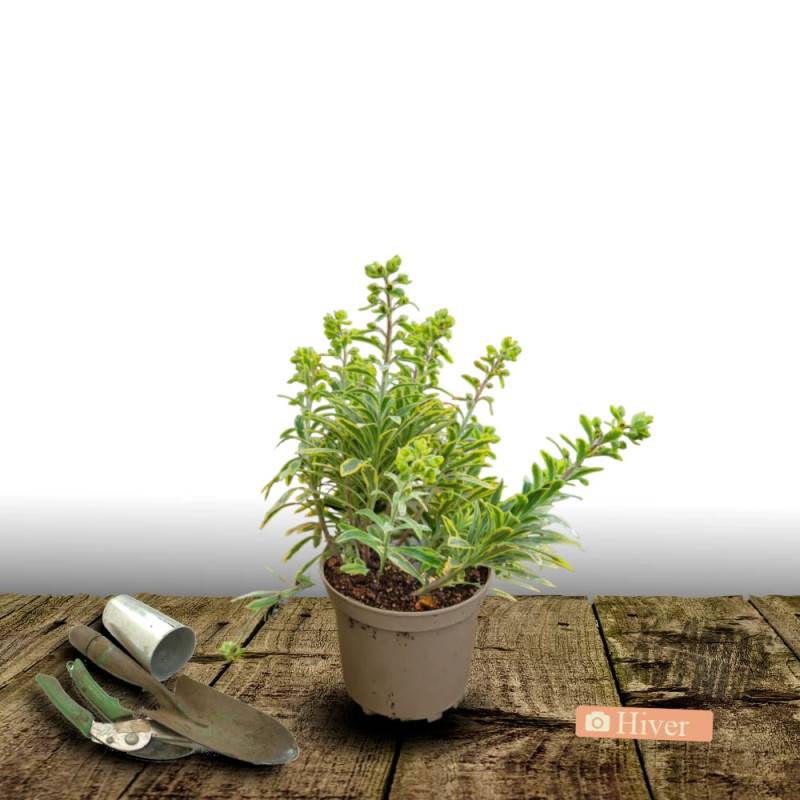 Euphorbe Ascot Rainbow à fleurs Jaune - feuillage Persistant - Pot de 3L - 40/60 cm-  hauteur à maturité De 0,50 m à 1,00 m - Image 4