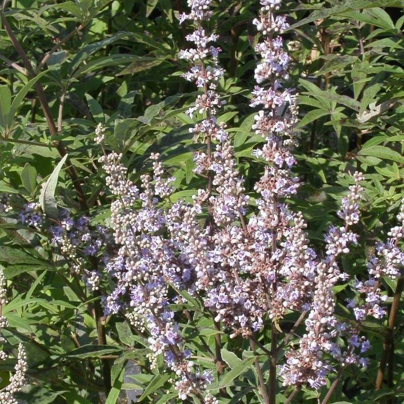 Arbre au poivre Latifolia, Vitex, Gattilier à fleurs Bleue - feuillage Caduc - Pot de 4L - 20/40 cm-  hauteur à maturité De 1,50 m à 2,00 m - Image 1