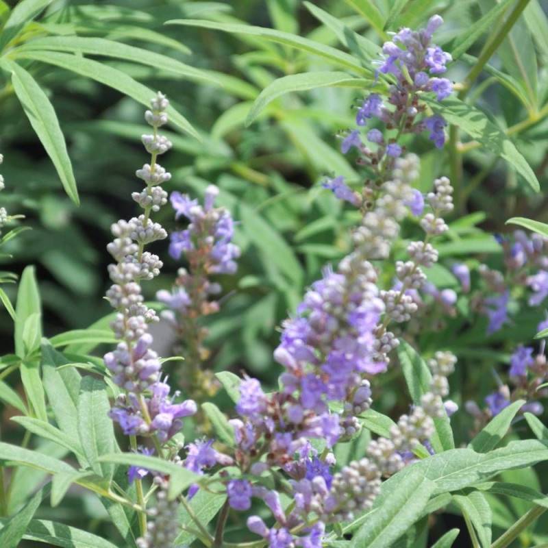 Arbre au poivre Latifolia, Vitex, Gattilier à fleurs Bleue - feuillage Caduc - Pot de 4L - 20/40 cm-  hauteur à maturité De 1,50 m à 2,00 m - Image 4