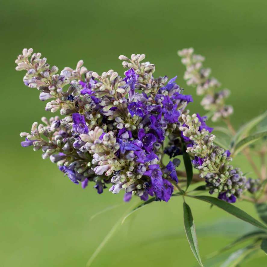 Promesse de Fleurs - Vitex agnus-castus Blue Puffball - Gattilier Pot de 3L/4L