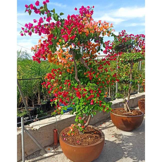 0 - Bougainvillier hybride multi couleur (bougainvillier) Pot de 50 litres - 180/200 cm - Image 1