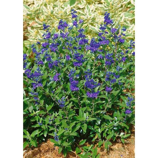 Caryopteris clandonensis First Choice - Spirée bleue Pot de 2L/3L - Image 1