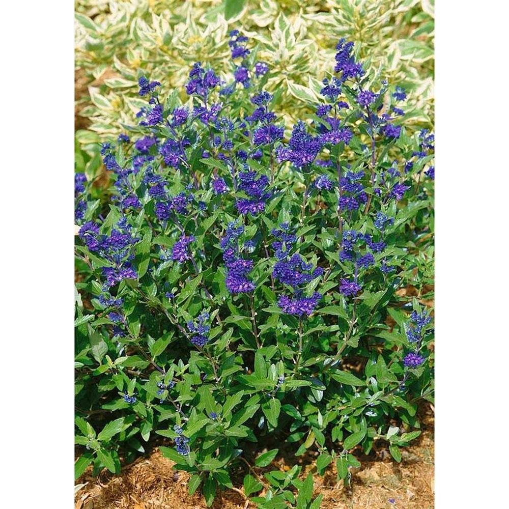 Caryopteris clandonensis First Choice - Spirée bleue Pot de 2L/3L - Image 1