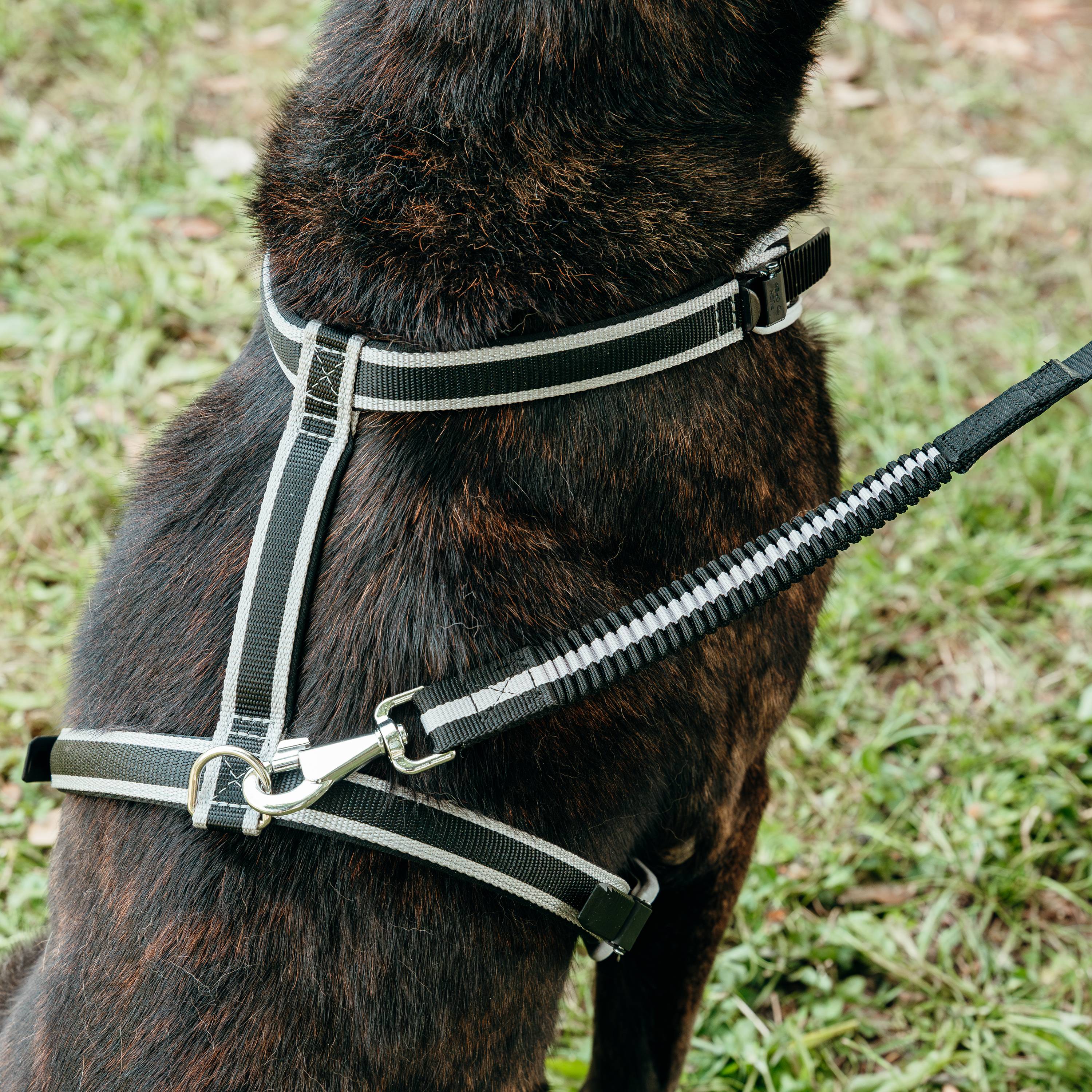 Ferplast - Ferplast Laisse élastique pour chien ERGOCOMFORT ELASTIC, Poignée ergonomique, Rembourrage doux, Longueur 120 cm x 2,5 cm, Argent - Imagen 3