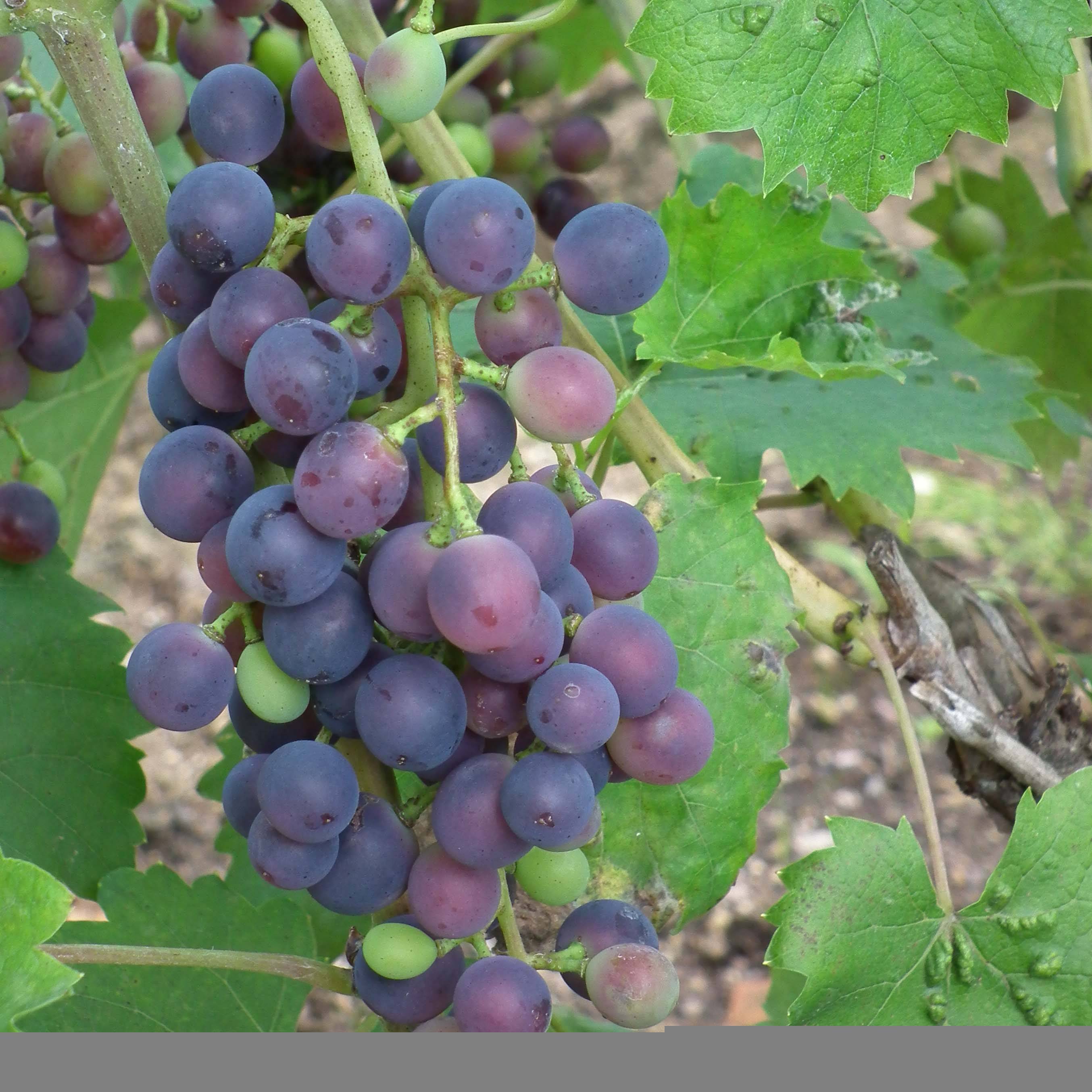 Promesse de Fleurs - Vigne - Vitis vinifera Muscat Bleu Pot de 4L/5L