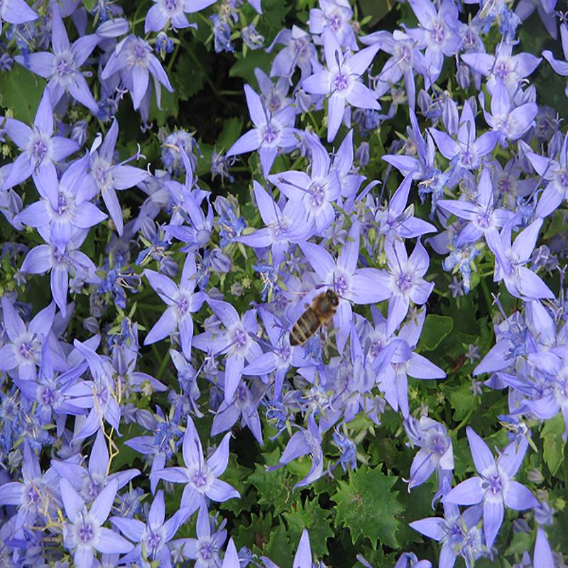 Promesse de Fleurs - Campanula garganica Godet de 8/9 cm