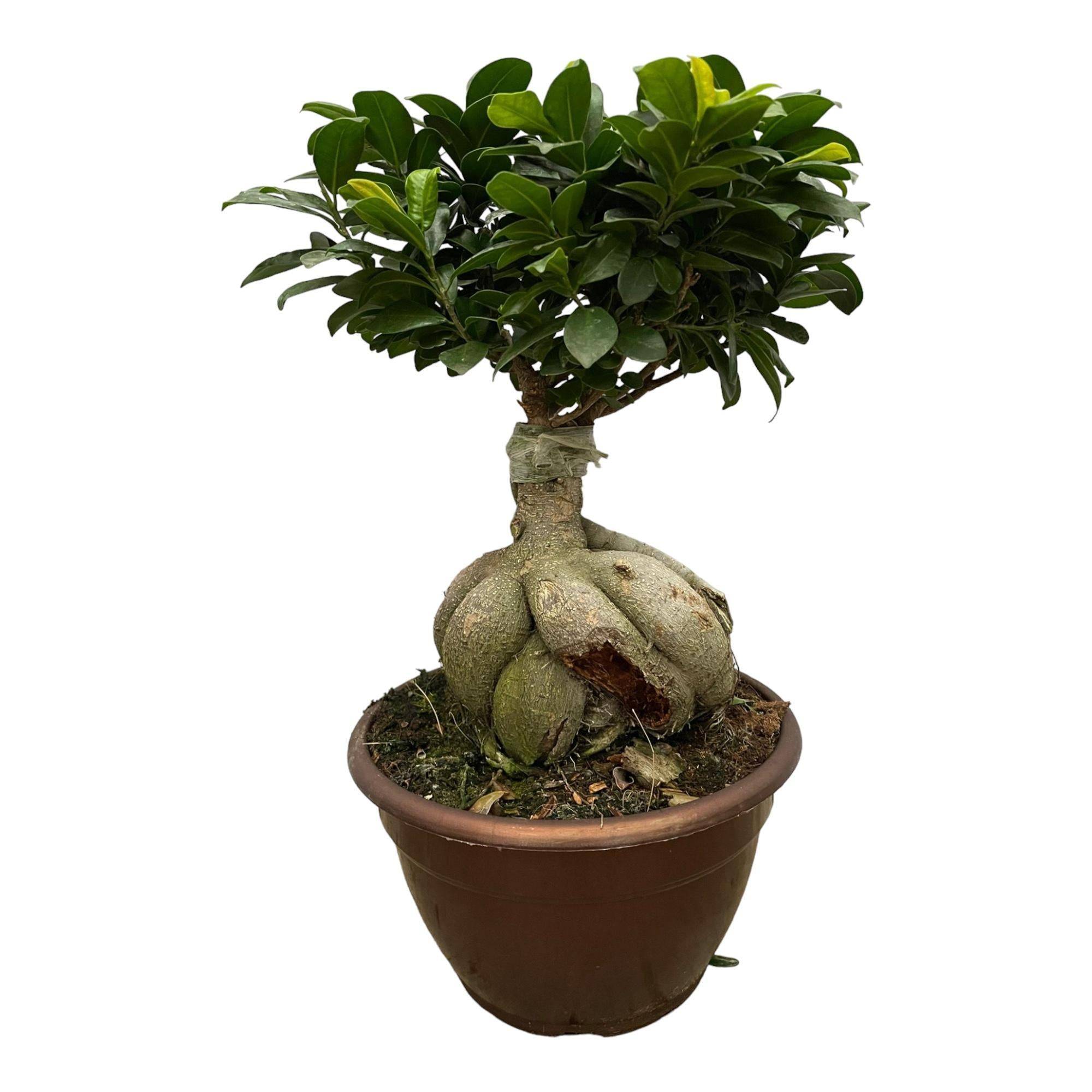 Ficus Microcarpa Ginseng - D14 H40cm