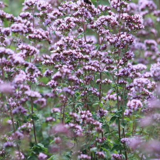 Promesse de Fleurs - Origan - Origanum vulgare Compactum Pot de 1,5L/2L