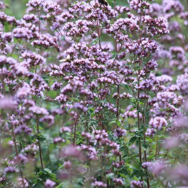 Promesse de Fleurs - Origan - Origanum vulgare Compactum Pot de 1,5L/2L