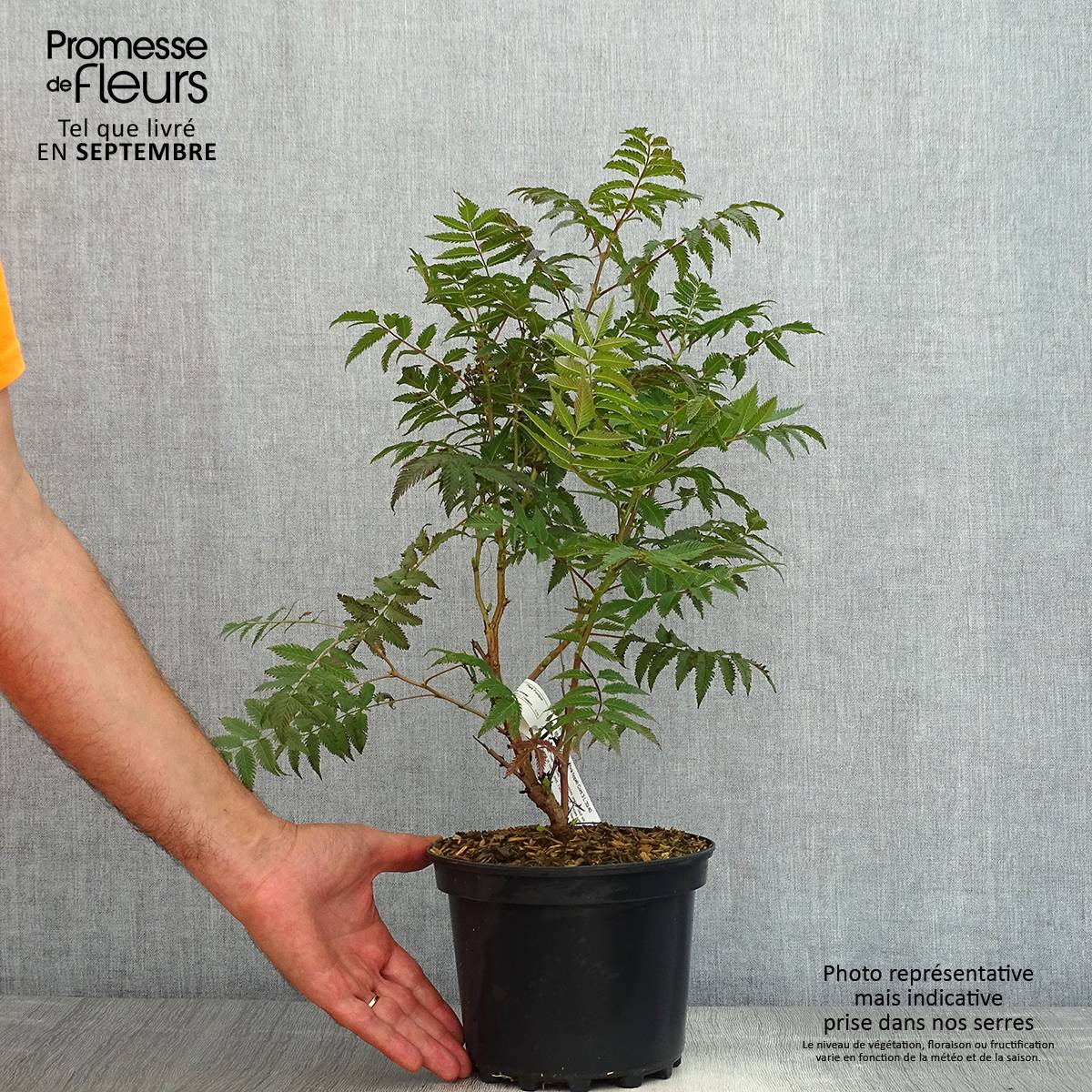 Sorbaria sorbifolia Pink Hopi - Fausse spirée à feuilles de sorbier Pot de 2L/3L - Image 2