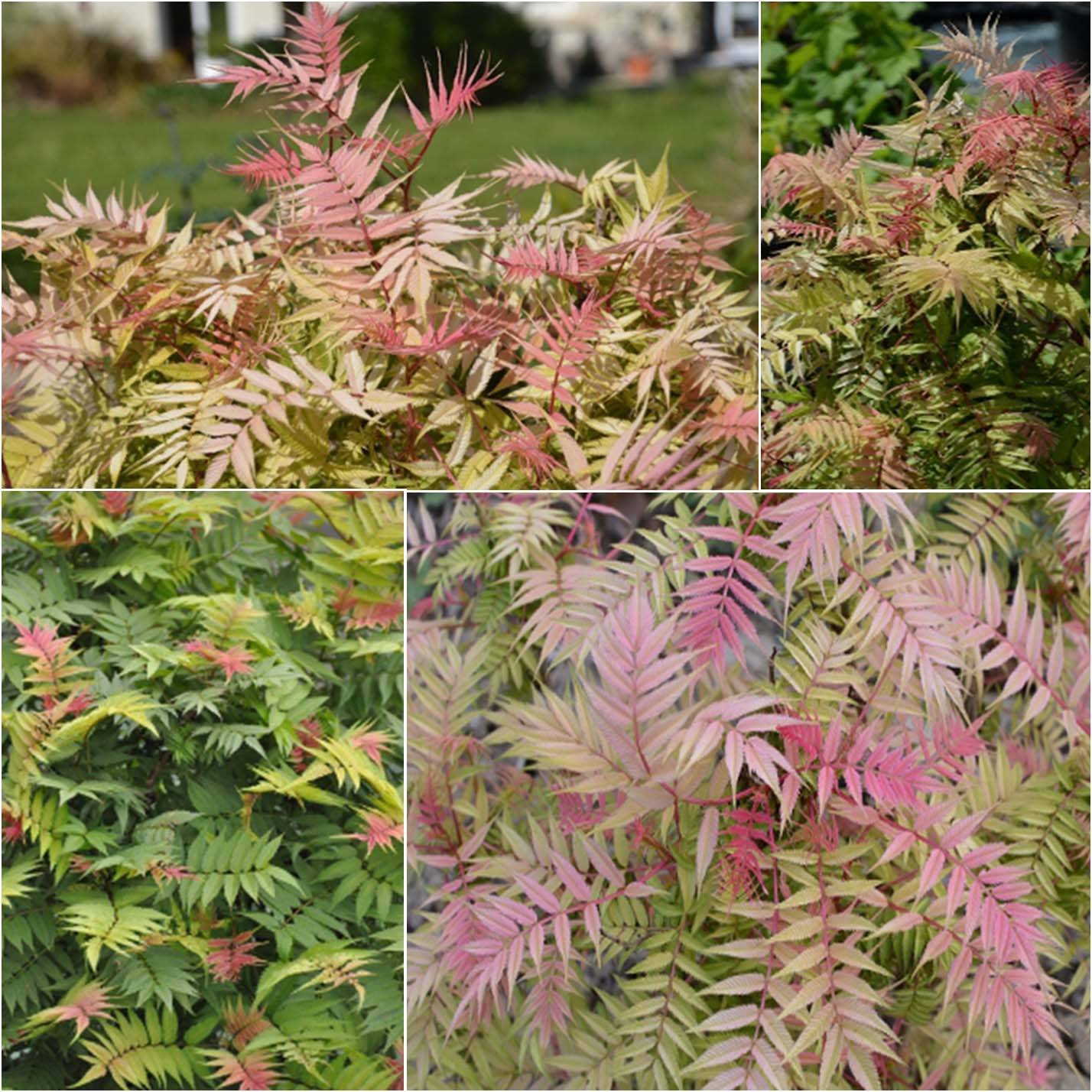 Sorbaria sorbifolia Pink Hopi - Fausse spirée à feuilles de sorbier Pot de 2L/3L - Image 1