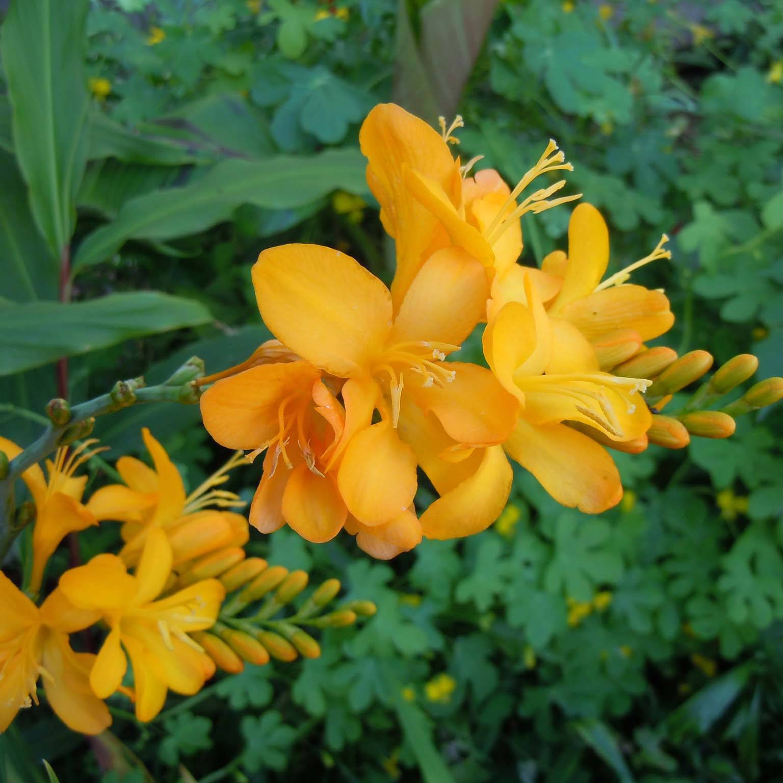 Crocosmia hybride Paul's Best Yellow - Montbretia Godet de 8/9 cm