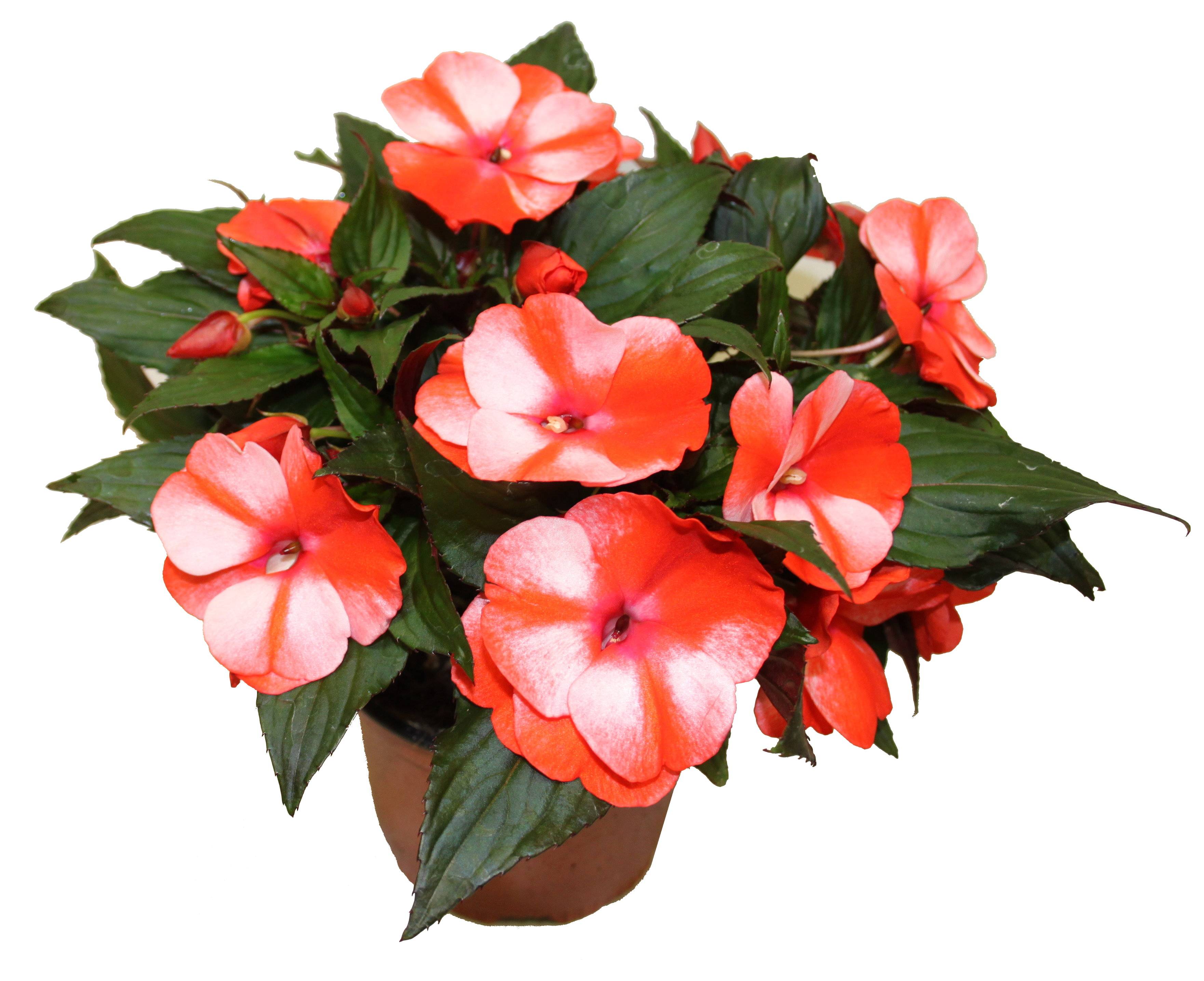 Horti-Flandre - Impatiens de nouvelle guinée bicolore Pot 13 cm