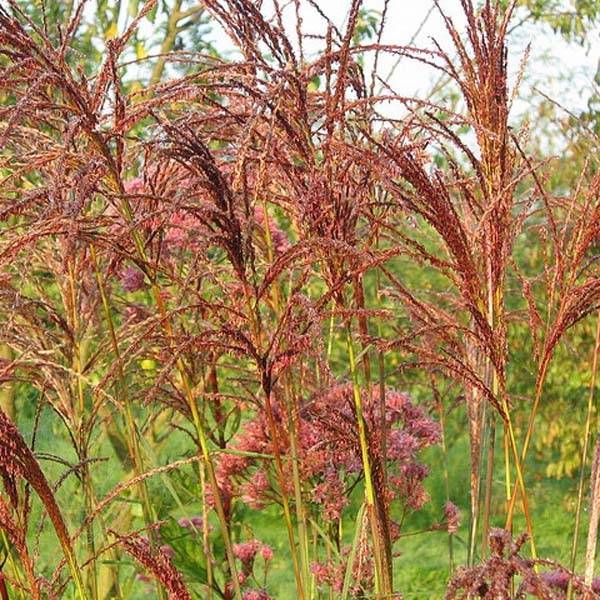 Promesse de Fleurs - Miscanthus sinensis Sarabande - Eulalie, Roseau de Chine Godet de 8/9 cm