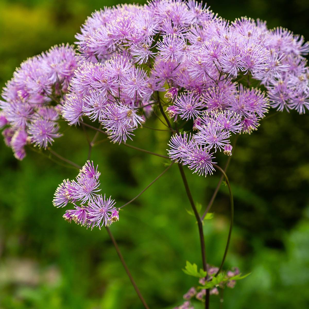 Thalictrum Yulia - Pigamon Pot de 2L/3L