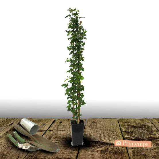 Mûre Triple Crown à fleurs Blanche - feuillage Caduc - Pot de 3L - Echelle bambou 60/120 cm- hauteur à maturité De 2,50 m à 3,00 m - Image 4
