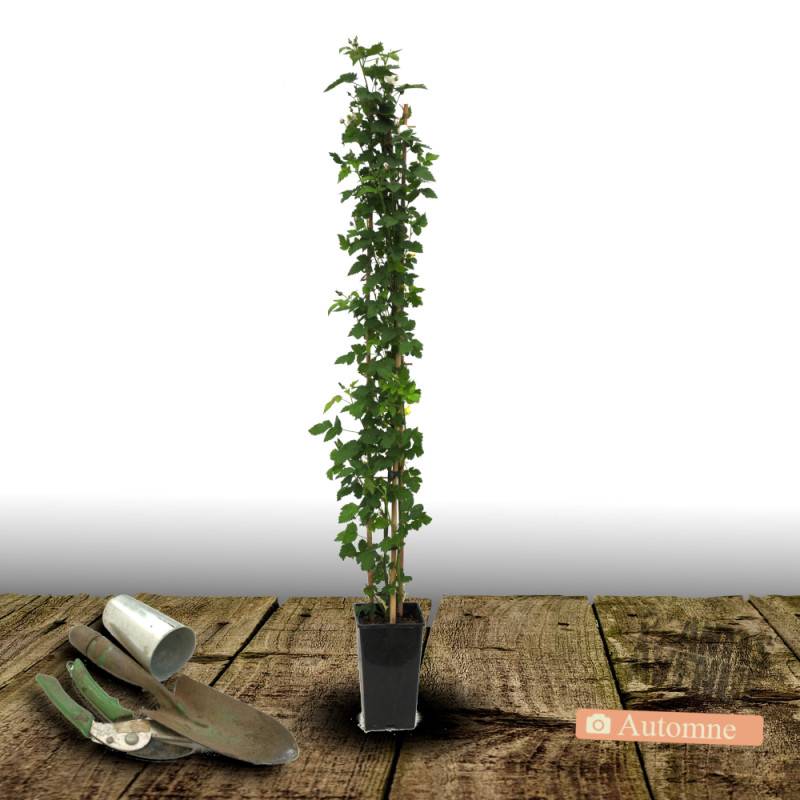 Mûre Triple Crown à fleurs Blanche - feuillage Caduc - Pot de 3L - Echelle bambou 60/120 cm-  hauteur à maturité De 2,50 m à 3,00 m - Image 2