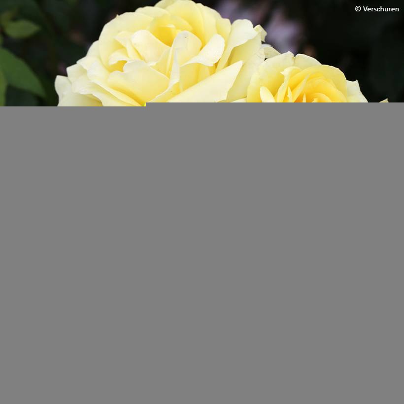 Promesse de Fleurs - Rosier à grandes fleurs Eleganza Limona Racines nues en motte