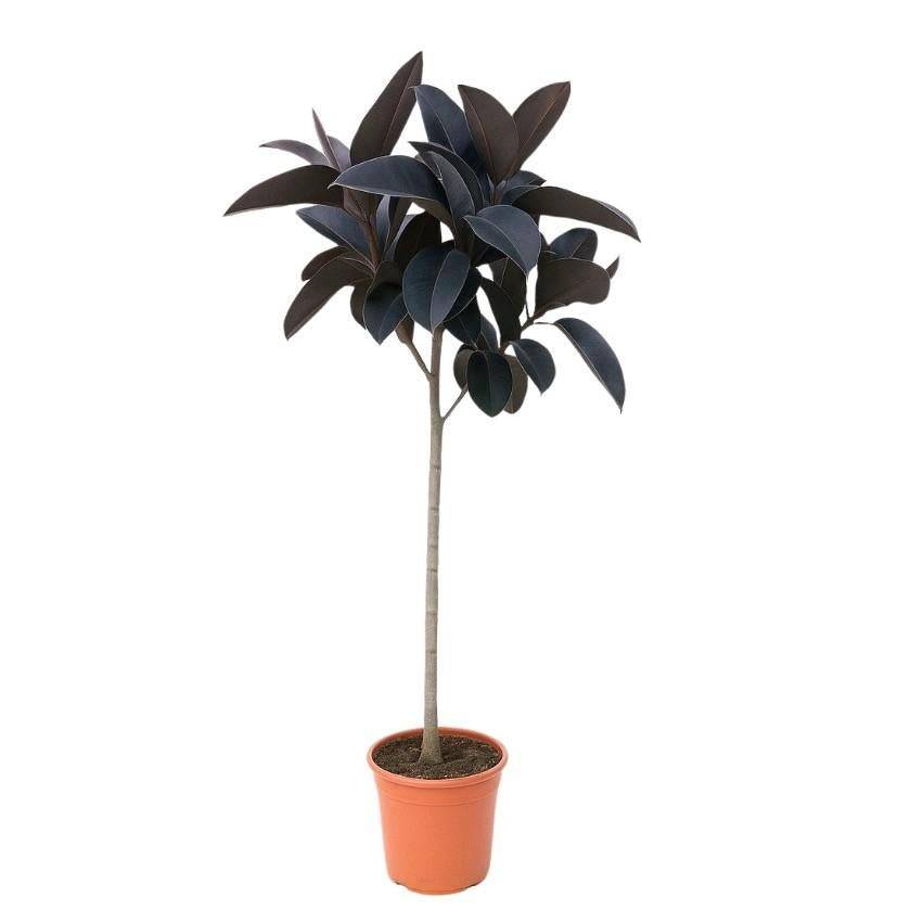 Ficus Elastica Abidjan Stam - D24 H130cm