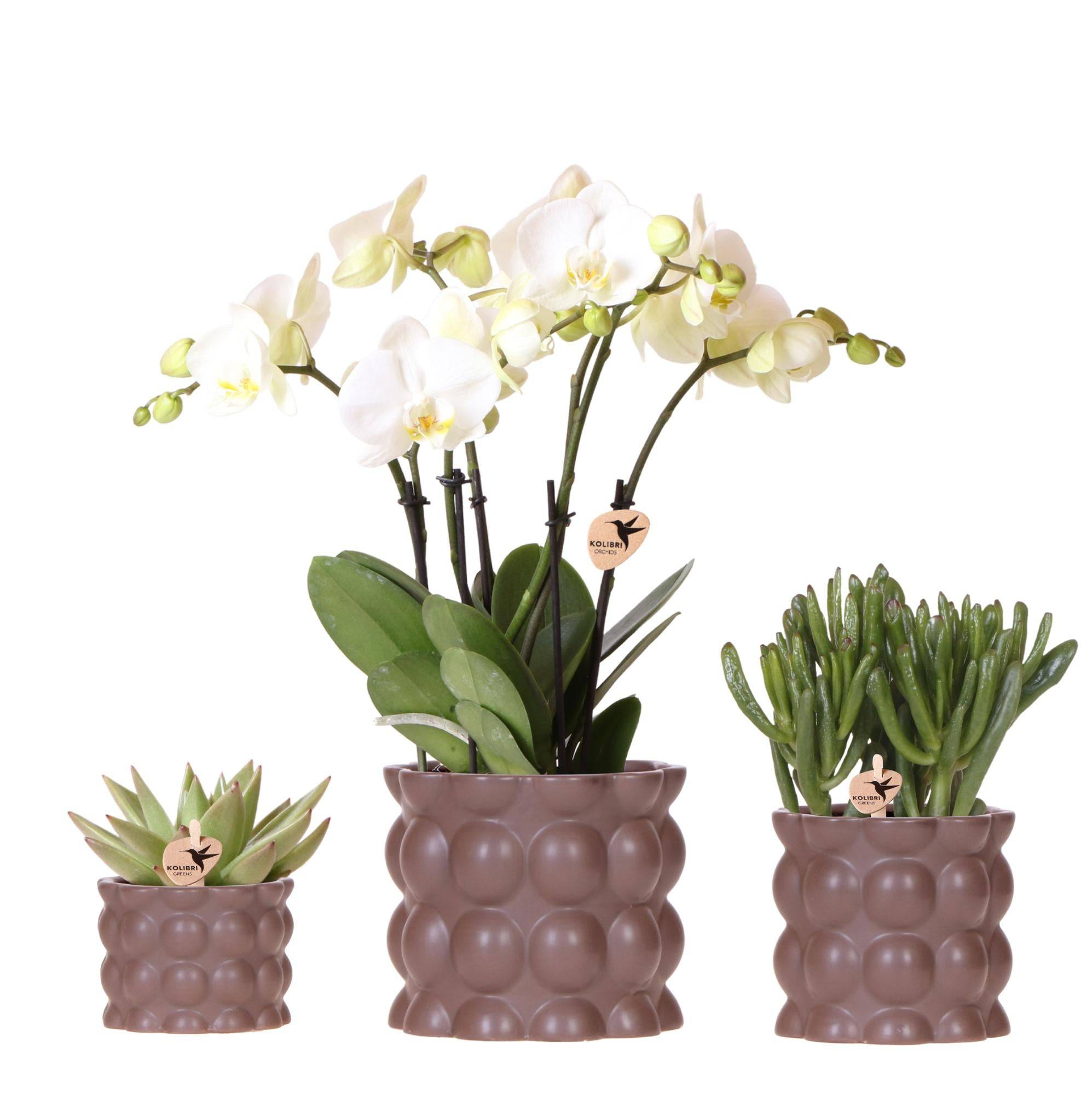 La Green Touch - Orchidées - D6 H35cm - Image 1