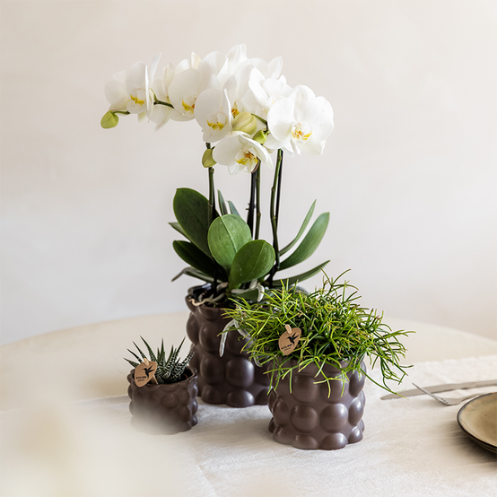 La Green Touch - Orchidées - D6 H35cm - Image 2