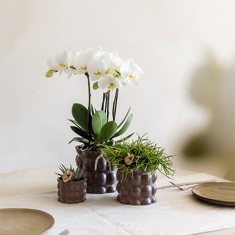 La Green Touch - Orchidées - D6 H35cm - Image 5