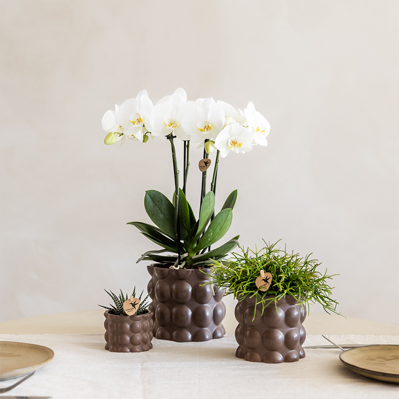 La Green Touch - Orchidées - D6 H35cm - Image 4