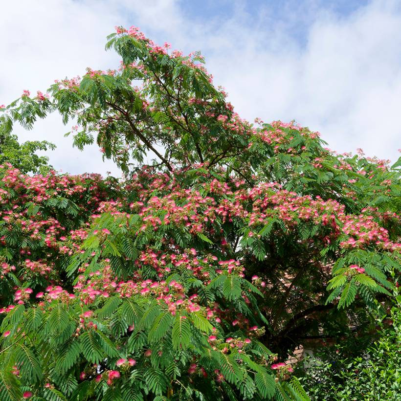 Promesse de Fleurs - Albizia julibrissin Rosea - Arbre à soie rose Pot de 2L/3L