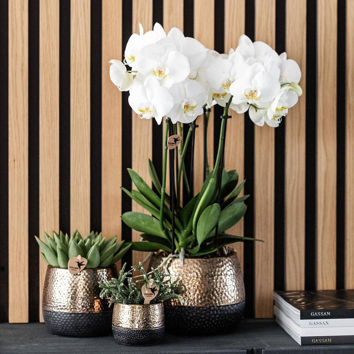 La Green Touch - Orchidée Bordeaux et son pot- La Green Touch Cuivre - Hauteur 35cm - Imagen 3