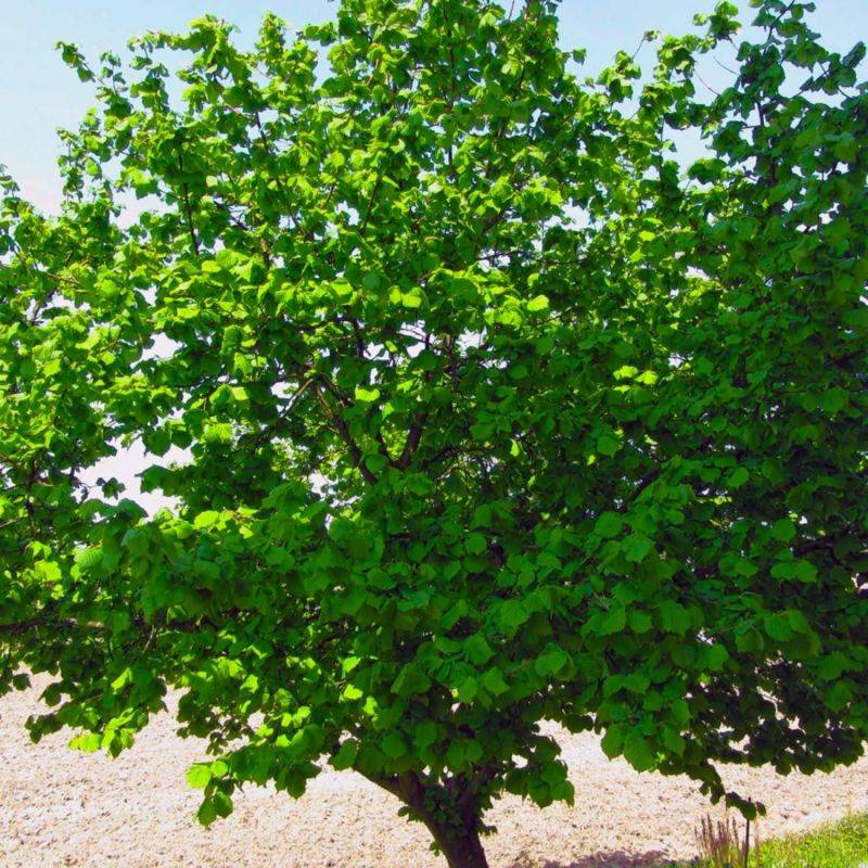 Noisetier Commun ou Coudrier (Corylus Avellana) - Godet - Taille 20/40cm - Pépinières Naudet - Image 1